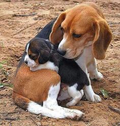 beagle hond