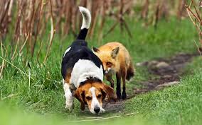 beagle karakter beagle karakter