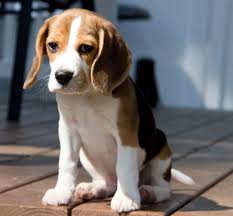 beagle puppie