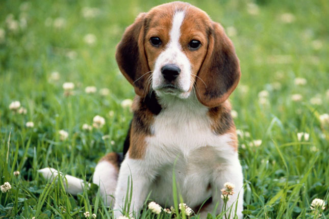 Tips Voor De Training Van Koppige Beagle Pups