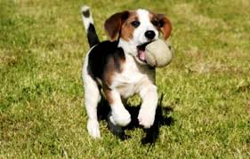 het trainen van een beagle