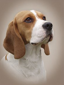 rasstandaard Beagle rasstandaard Beagle