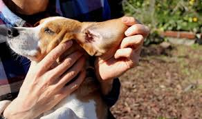 tips voor de verzorging van een beagle