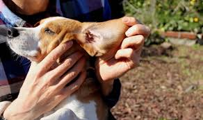 tips voor de verzorging van een beagle tips voor de verzorging van een beagle