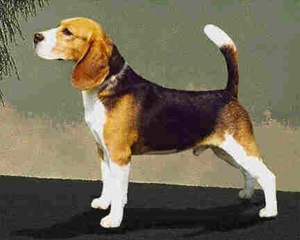 Amerikaanse beagle
