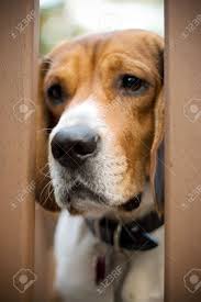 Beagle alleen blijven