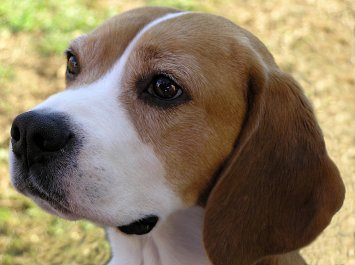 Beagle opvoeden