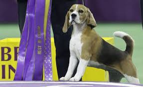 Beagle prijs