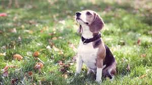 beagle iets aanleren