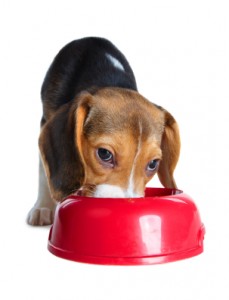 beagle voeding beagle voeding