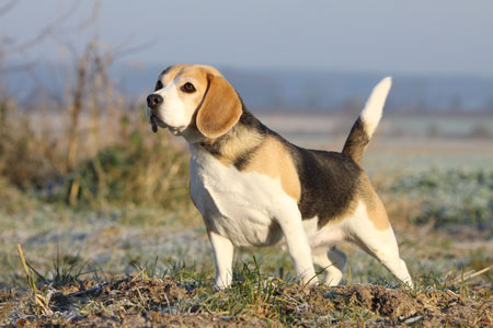 beagle ziekte van cushing
