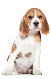 beagle eigenschappen