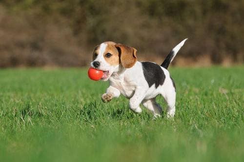 beagle loopt weg beagle loopt weg