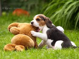 beagle speelgoed
