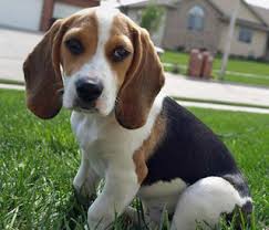 tips voor het opvoeden van een beagle tips voor het opvoeden van een beagle