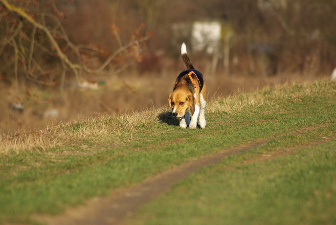 beagle leren loslopen beagle leren loslopen