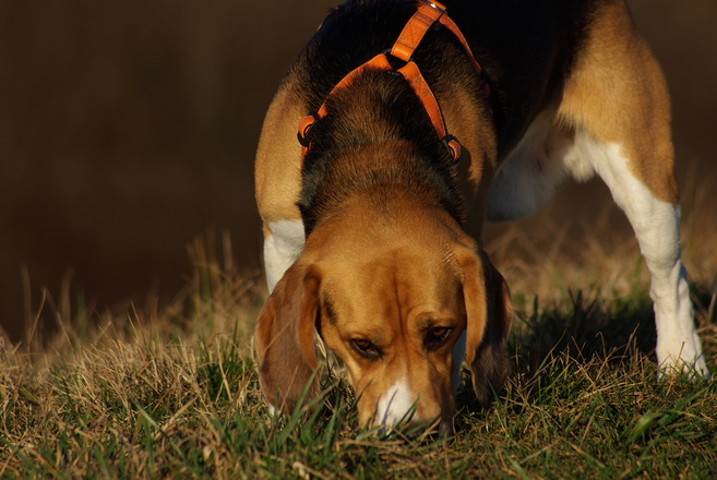 beagle soorten