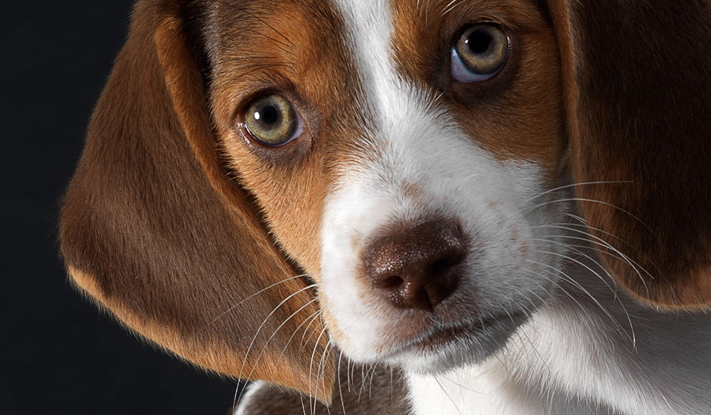 Beagle opvang Beagle opvang