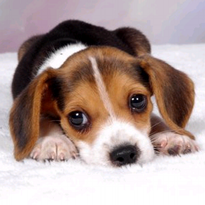 beagle herplaatsing beagle herplaatsing