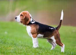 Allergie bij Beagles Allergie bij Beagles