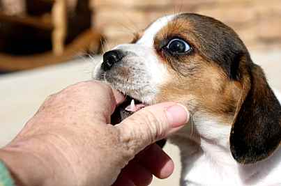 Beagle bijten afleren tips