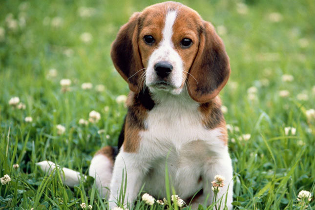 Beagle loops Beagle loops