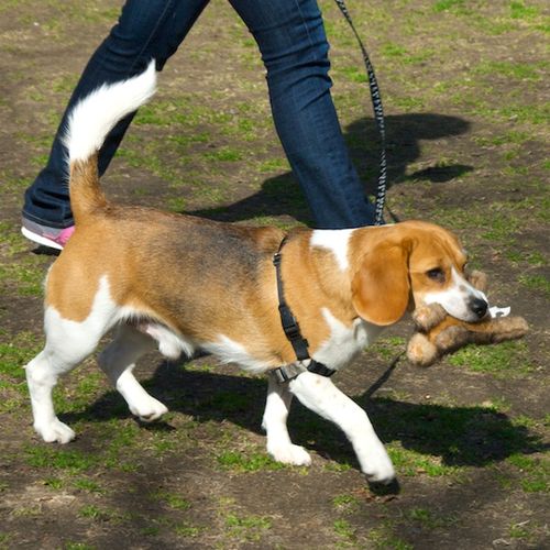 Beagle uitlaten tips