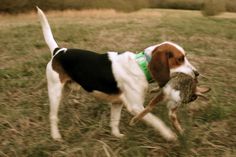 Beagles en jagen
