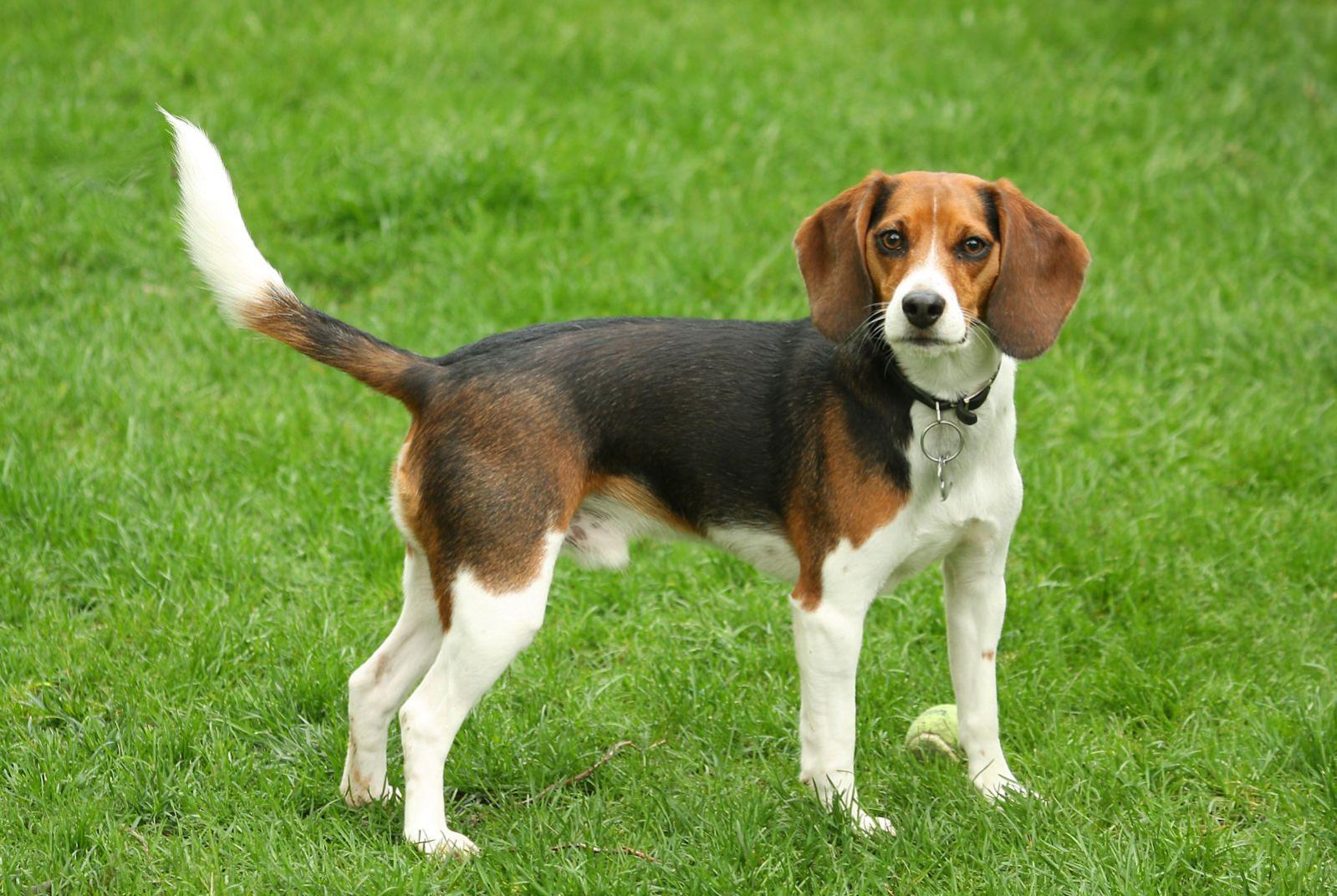 beagle grootte