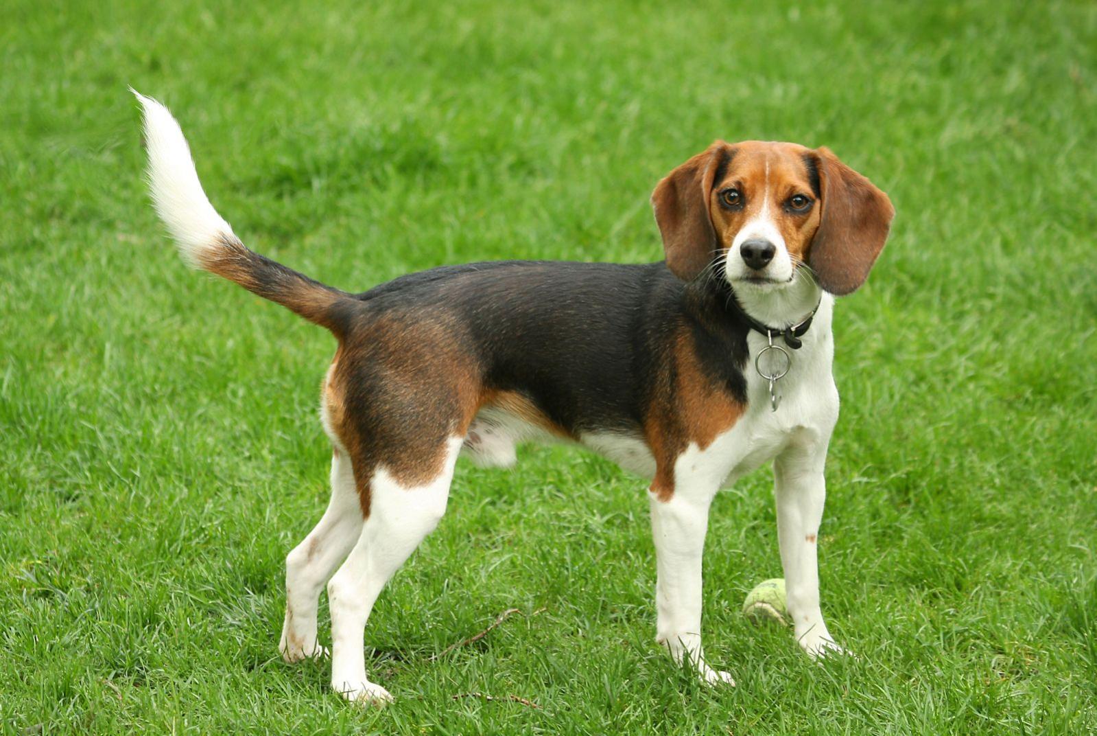 beagle grootte beagle grootte