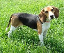 Beagle gewicht