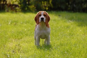 Beagle kopen