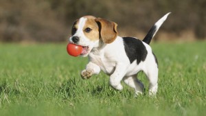 Beagle speelgoed