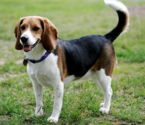 Beagle weetjes