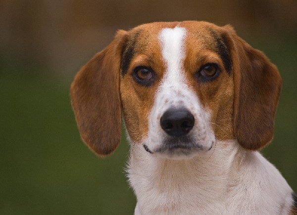 Beagle ziektes Beagle ziektes