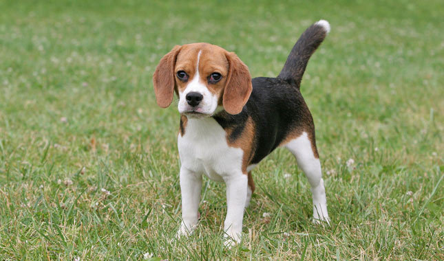 Beagles en gedragsproblemen