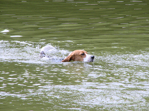 Hoe leer ik mijn beagle zwemmen