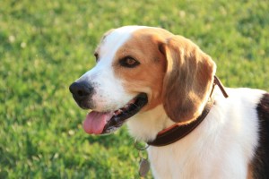 Training tips voor je Beagle
